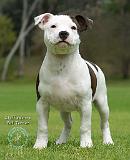 Staffordshire Bull Terrier 9J036D-08